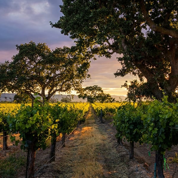 Golden sunset over a vineyard with rows of grapevines and large trees framing the scene.